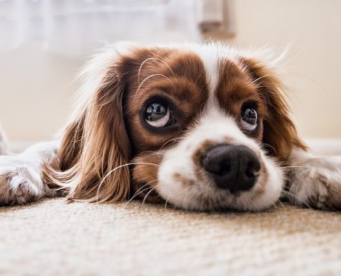 unseriösen Anbietern Hund frisst Diamanten
